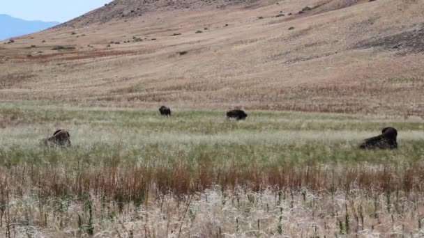 Buffaloes graze in the grassy field — Stock Video