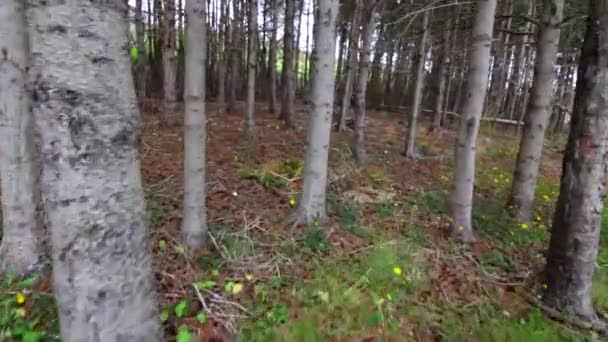 Переміщення через ліс — стокове відео