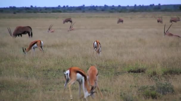 Springbok Pescara vechten — Stockvideo