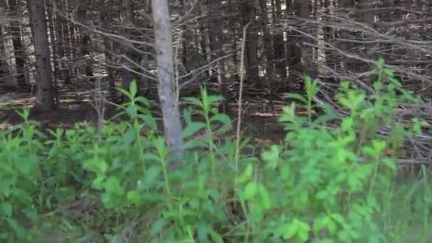 Pinos gruesos en el bosque — Vídeos de Stock