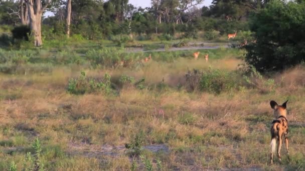 Caça cão selvagem de impala — Vídeo de Stock