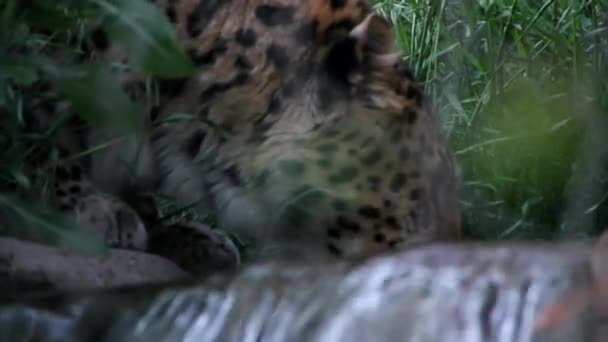 Leopard trinkt aus Bach — Stockvideo