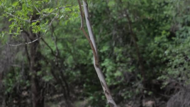 Redrock cliffs and trees — Stock Video