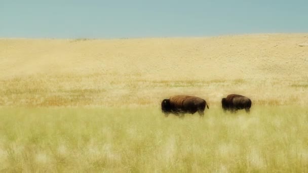 Буффало пасутся на травянистых полях — стоковое видео