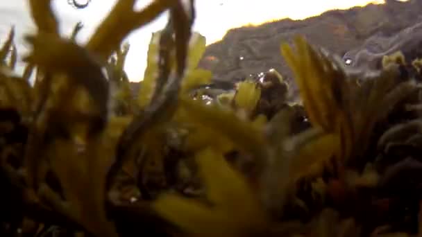 Vagues s'écrasent sur le rivage de l'océan — Video