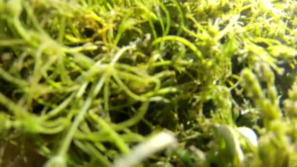 Bodenfrühling und seine Vegetation — Stockvideo