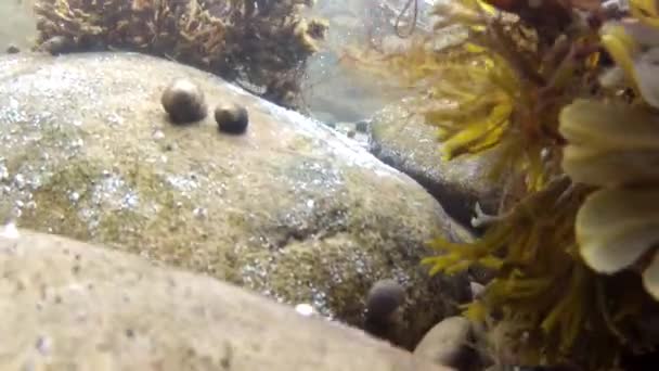 Erva-marinha colorida — Vídeo de Stock