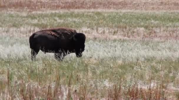 Buffalo betar i fälten gräsbevuxen — Stockvideo