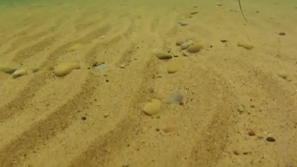 Барвисті морських водоростей — стокове відео