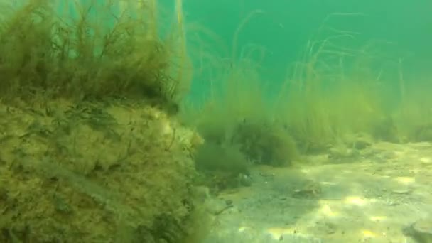 Caranguejo no fundo do oceano — Vídeo de Stock