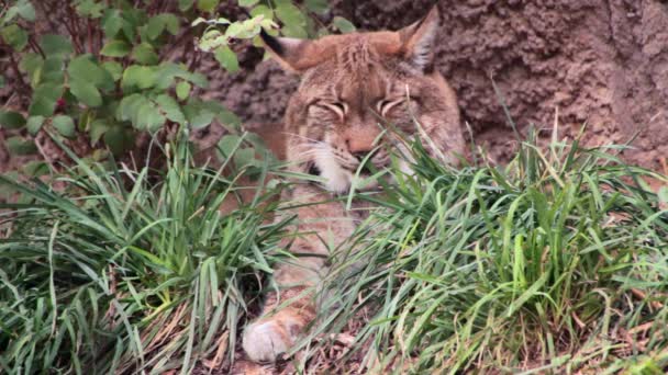 Gato selvagem no zoológico — Vídeo de Stock