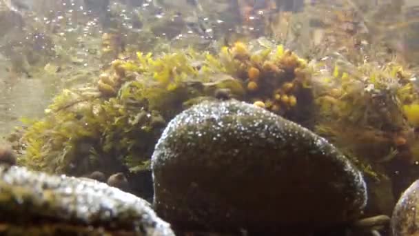カラフルな海の雑草 — ストック動画
