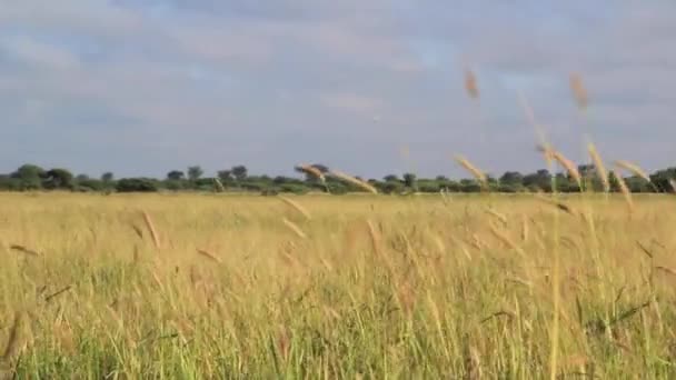 Hierba soplando en el viento — Vídeo de stock