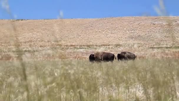 Two large buffalo — Stock Video