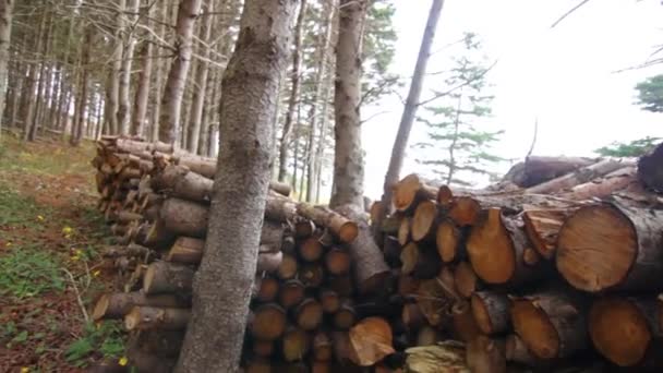 Empilés tas de bois de chauffage — Video