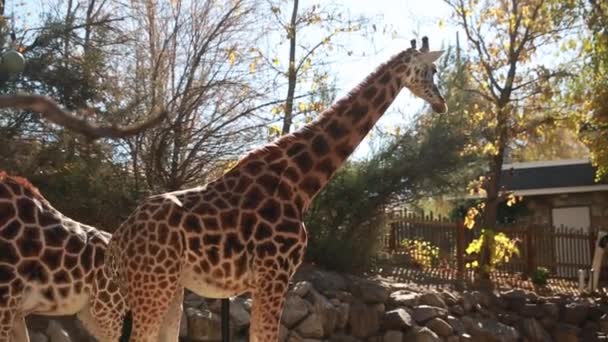 Chlapec pozoroval žirafy s matkou — Stock video
