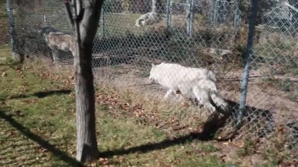 Lobos caminando alrededor de la jaula — Vídeos de Stock