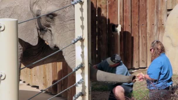 Zoo Keepers Cuidando — Vídeo de Stock