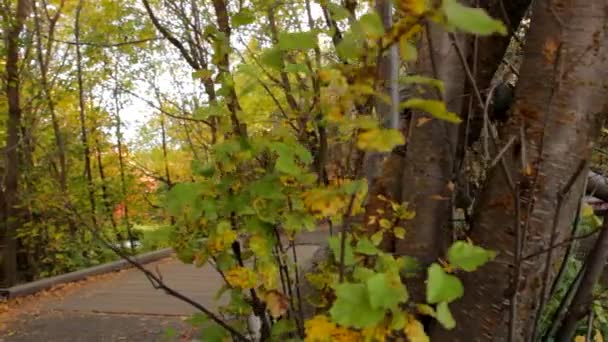 Mooie voetgangersbrug over een bergbeek — Stockvideo