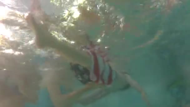 Menschen schwimmen im Pool — Stockvideo