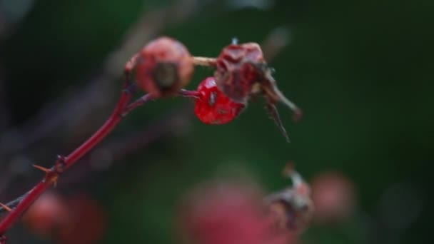 바람에 날리는 야생 장미 열매 — 비디오