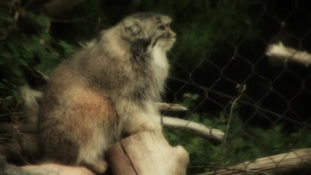 Gato salvaje en el zoológico — Vídeo de stock