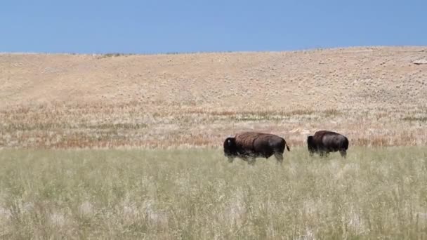 Dois búfalos grandes — Vídeo de Stock