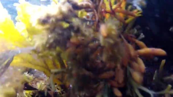 Caranguejo no fundo do oceano — Vídeo de Stock