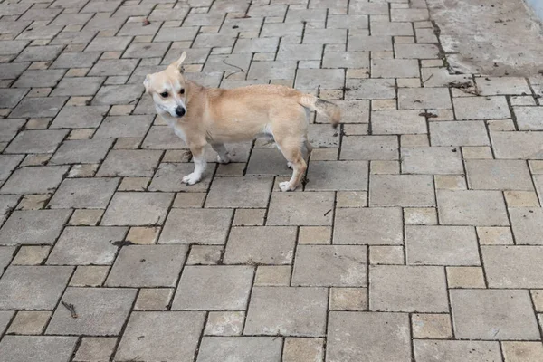 Cane Vicino Cancello Incontra Proprietario — Foto Stock