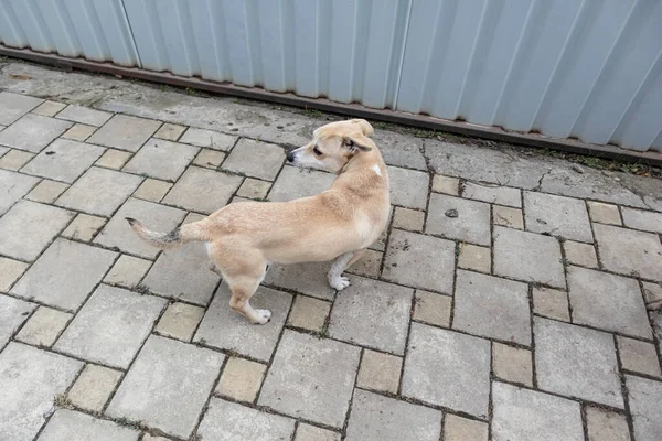 Dog near the gate domestic animal day — Stock Photo, Image