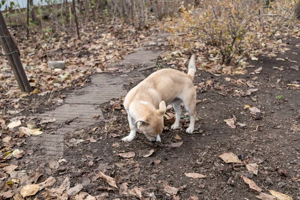 Köpek sonbahar dacha Sonbahar yaşamı güneşli gün