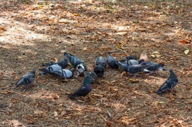 Gri güvercinler Park 'ın sonbahar yapraklarında yer..