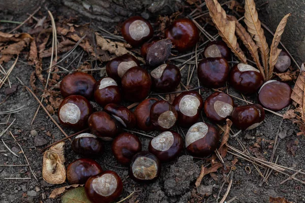 Kahverengi kestane ağacı altında hasat