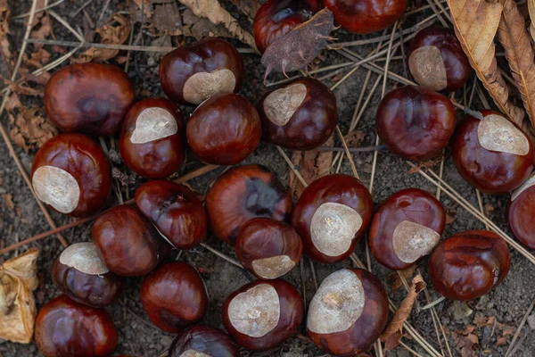 Bir ağacın altında kestane hasadı