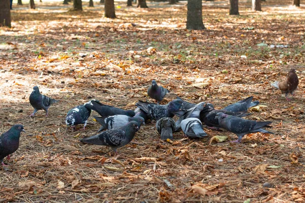 Gri Güvercinler Park Sonbahar Yapraklarında Yer — Stok fotoğraf