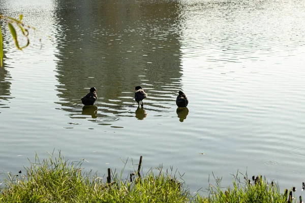 Pájaros negros en el agua de cerca la naturaleza — Foto de Stock