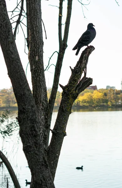 Paloma gris en un árbol por el agua del día — Foto de Stock