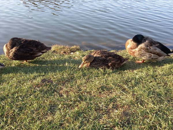 Patos en el parque del lago naturaleza salvaje — Foto de Stock