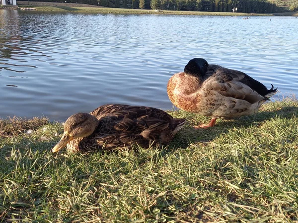 Patos en el lago naturaleza salvaje primavera — Foto de Stock