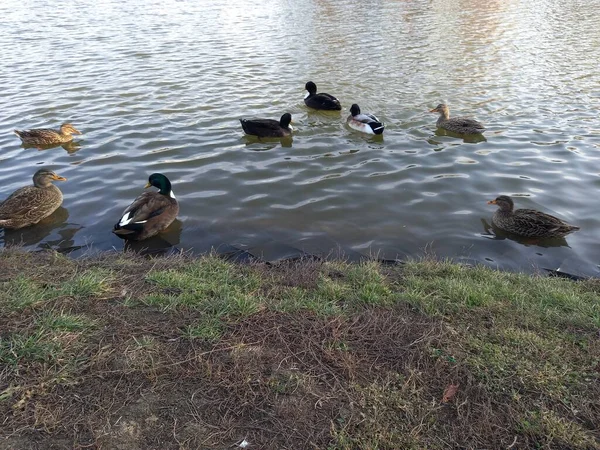 Göldeki ördekler Vahşi doğa ilkbaharı