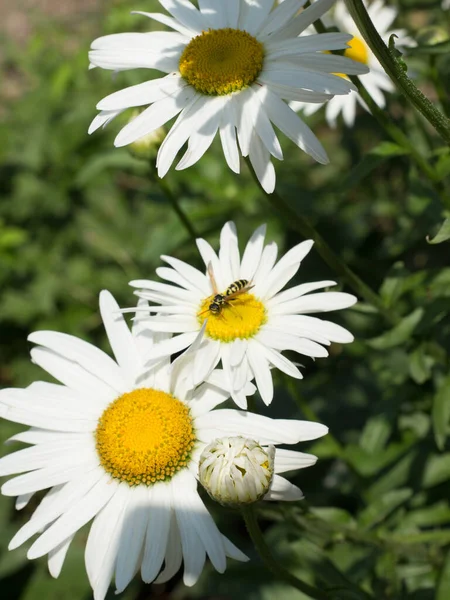 Çiçekli papatyalar yeşil yaprakların arka planında.