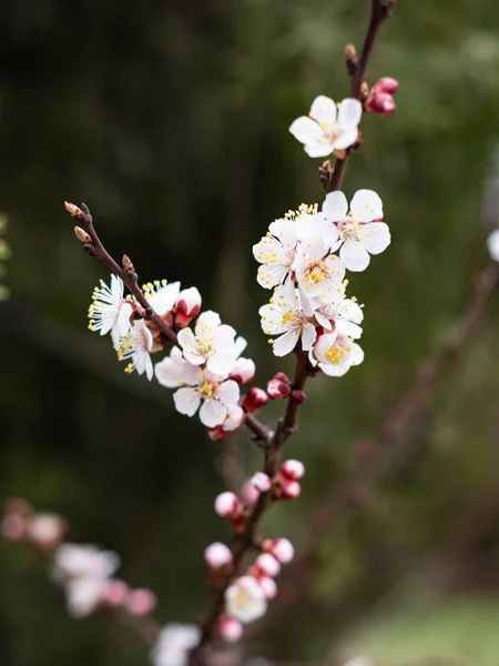 Şehir, park baharı ağaçlarda çiçek açıyor