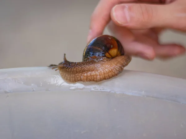 Tabakların kenarlarında sürünen üzüm salyangozu.