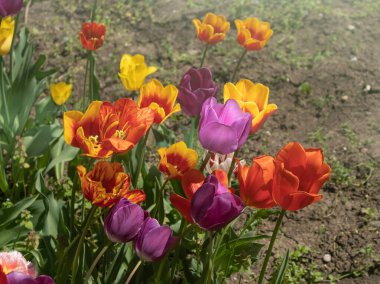 Bir yaz gününde çok renkli çiçek açan laleler.