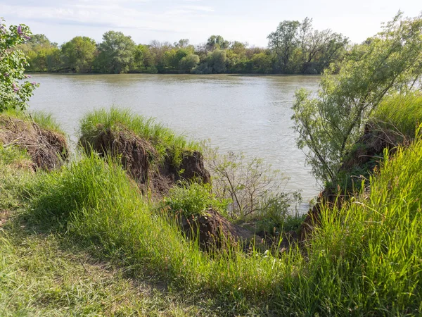 Sahil çimleri nehir çalıları doğada yaz günü