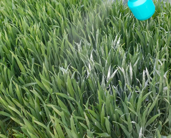 Behandlung der Anhänger mit Balon-Medikamenten — Stockfoto