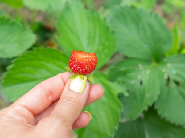Olgun taze ısırılmış çilek ellerinde.