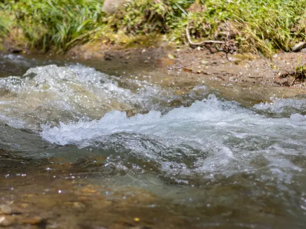 Flora ormanında nehir ve sahil,