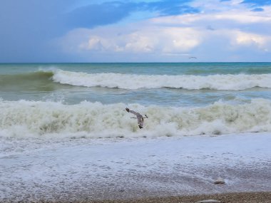 Dalgaların arka planında uçan martı