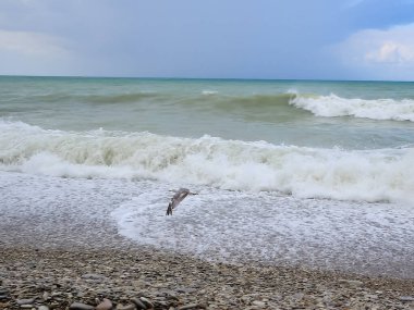 Dalgaların arka planında uçan martı.